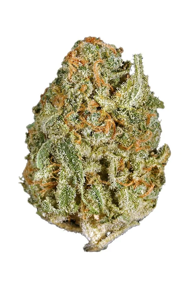 White Rhino