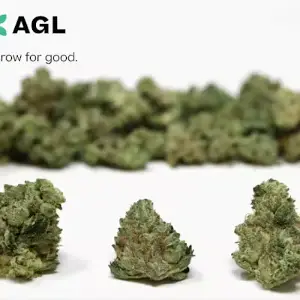 AGL | Indicol BBF Small Flower | I | 00166