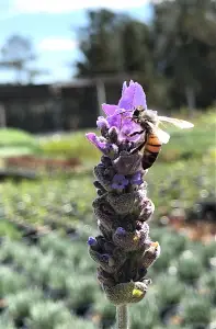 California Lavender