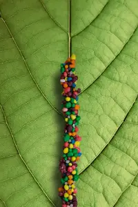 Mota Bubble Bits Rope