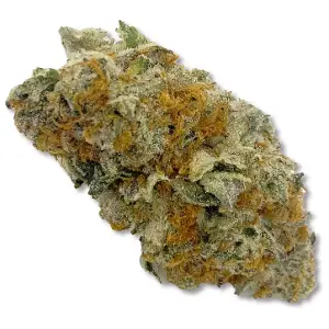 Flower of Life - Icee Sherbet - Bulk Flower