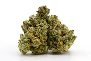 Animal Tree - 8th - Candela - 22.06%